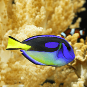 The African Cichlid
