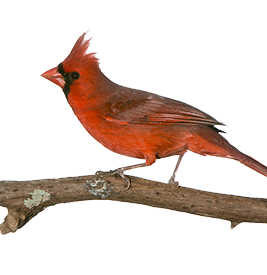 Abyssinian Lovebird